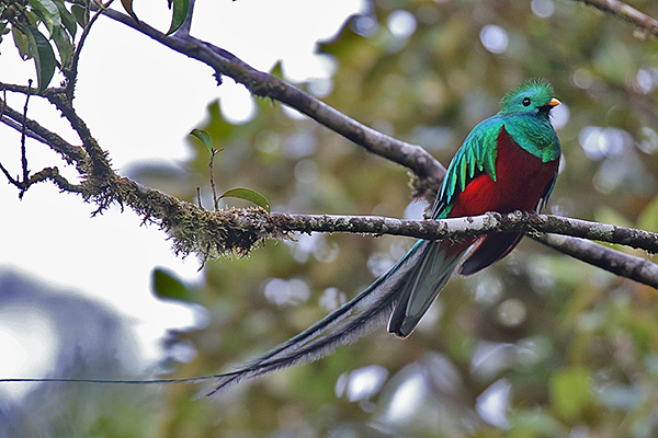 Respendent Quetzal