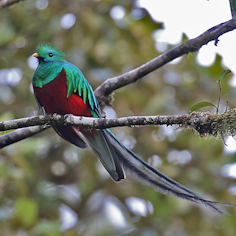 Resplendent Quetzal