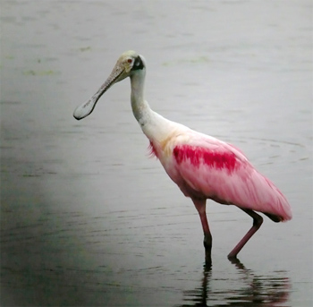 Roseate Spoonbill