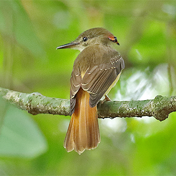 Royal Flycatcher