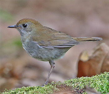 Ruddy-capped Nightingale-thrush