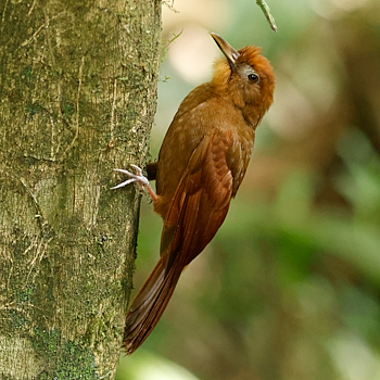 Ruddy Woodcreeper
