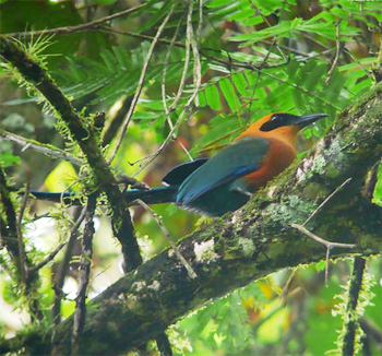 Rufous Motmot