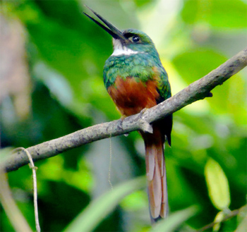 Rufous-tailed Jacamar