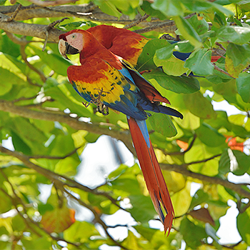 Scarlet Macaw