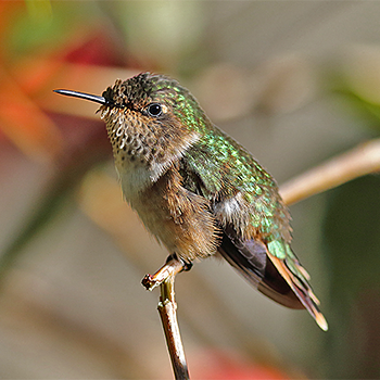 Scintillant Hummingbird