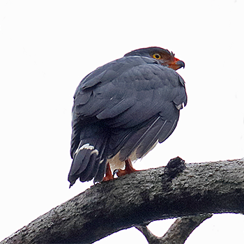 Semiplumbeous Hawk
