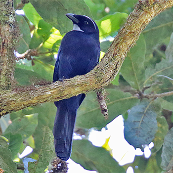 Silvery-throated Jay