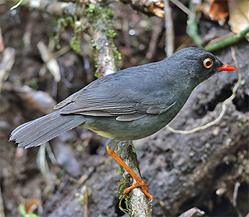 Slaty-backed Nightingale-thrush