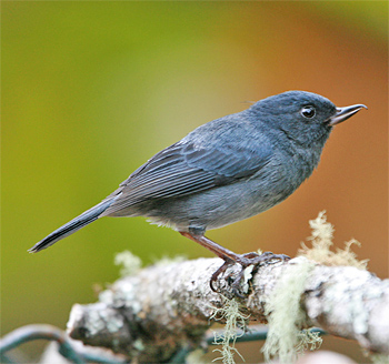 Slaty Flowerpiercer