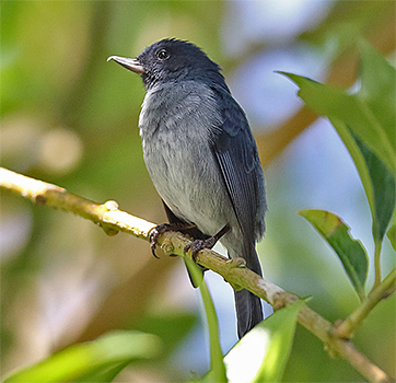 Slaty Flowerpiercer