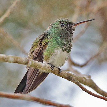 Snowy-bellied Hummingbird