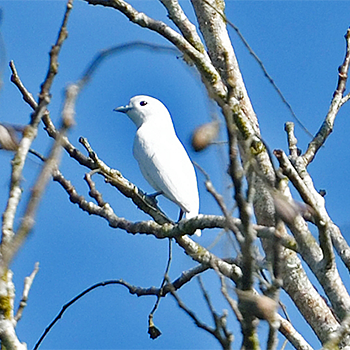 Snowy Cotinga