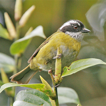 Sooty-capped Chlorospingus