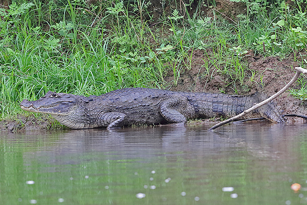 Spectacled Caiman