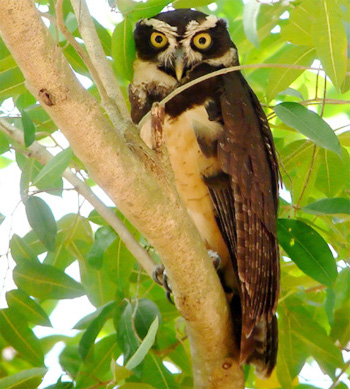 Spectacled Owl