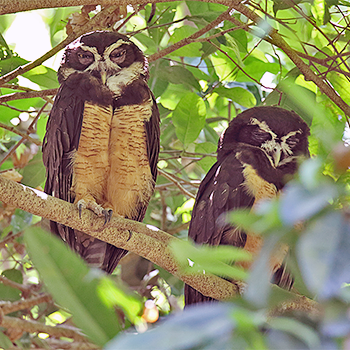 Spectacled Owl