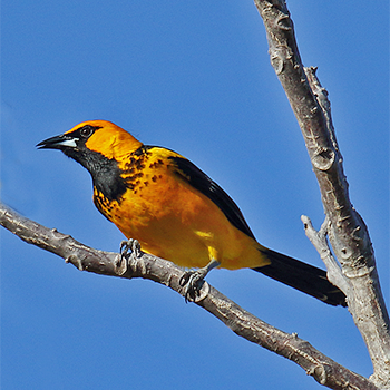 Spot-breasted Oriole