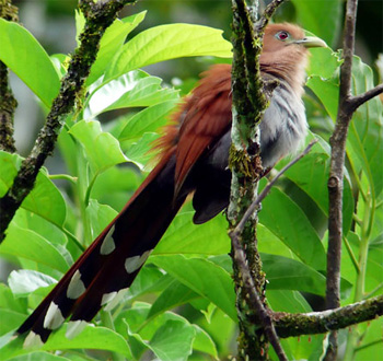 Squirrel Cuckoo