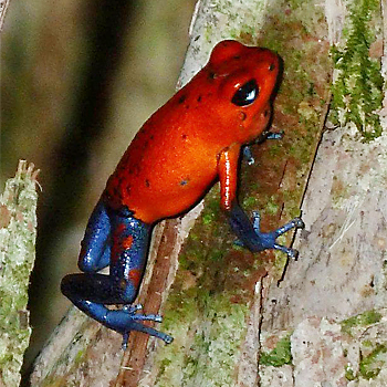 Strawberry Poison-dart Frog