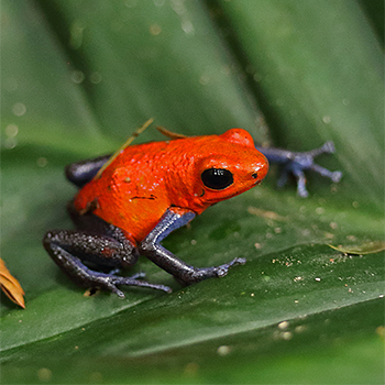 Strawberry Poison-dart Frog