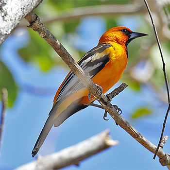Streak-backed Oriole