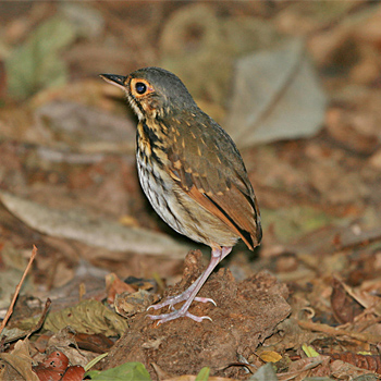 Streak-chested Antpitta 