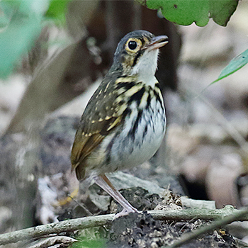 Streak-chested Antpitta
