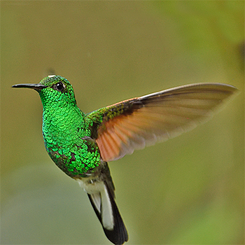 Stripe-tailed Hummingbird