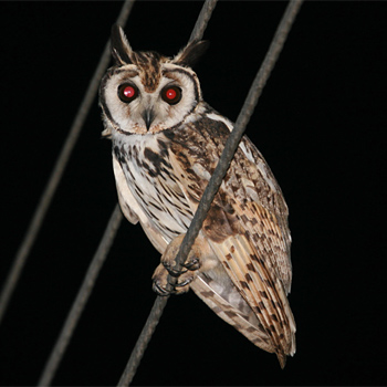 Striped Owl