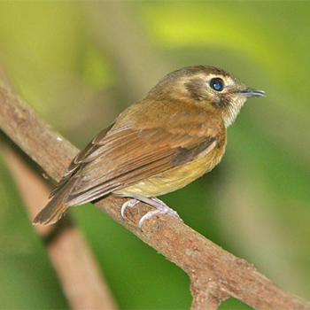 Stub-tailed Spadebill