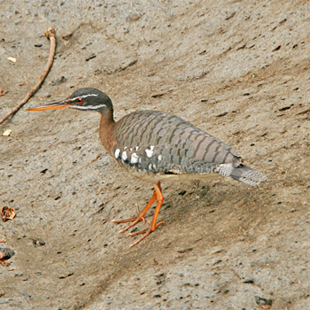 Sunbittern