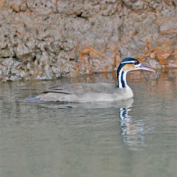 Sungrebe