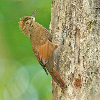 Tawny-winged Woodcreeper