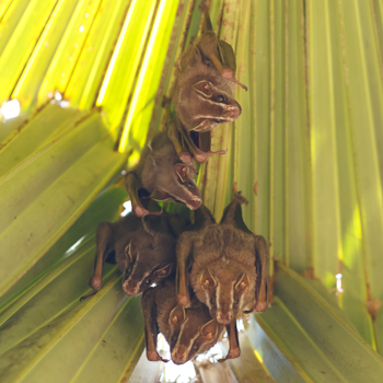 Tent-making Bat