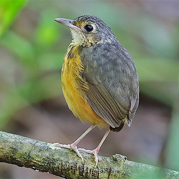 Thicket Antpitta