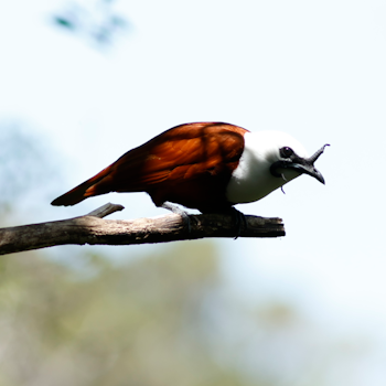 Three-wattled Bellbird