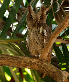 Tropical Screech-owl