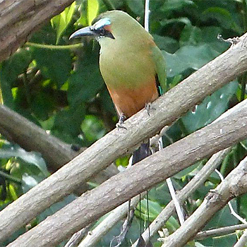 Turquoise-browed Motmot