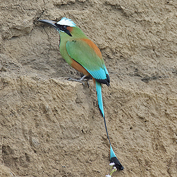 Turquoise-browed Motmot