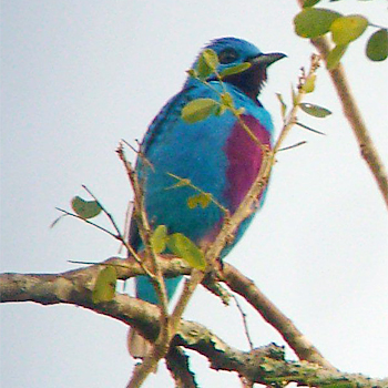 Turquoise Cotinga