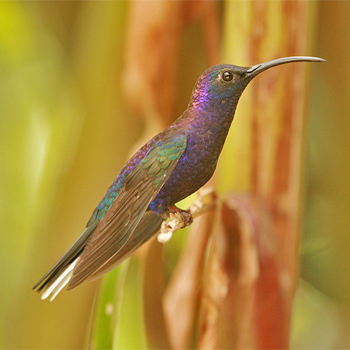 Violet Sabrewing