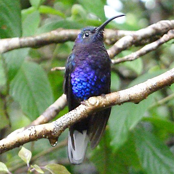 Violet Sabrewing