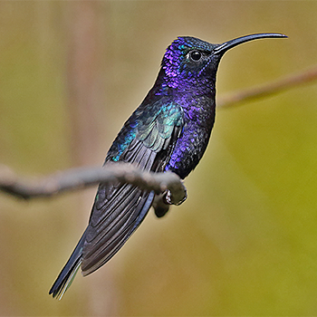 Violet Sabrewing