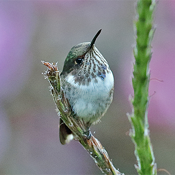 Volcano Hummingbird