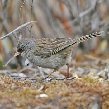 Volcano Junco