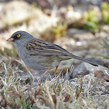 Volcano Junco
