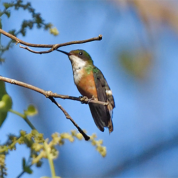 White-crested Coquette