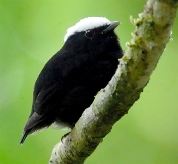 White-crowned Manakin