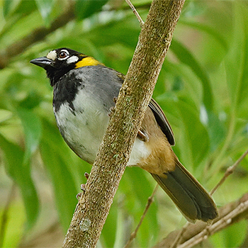 White-eared Ground-sparrow